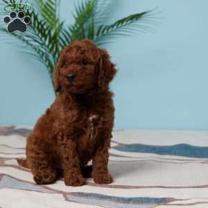 Easton, Miniature Poodle Puppy